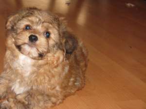 vand bichon havanez cadoul ideal de IEPURAS