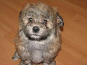 vand bichon havanez cadoul ideal de IEPURAS